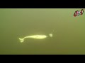 #013 кальмар