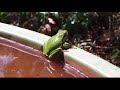 Der Laubfrosch Im Wasserfass