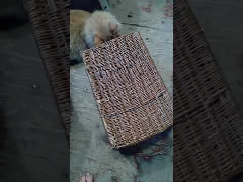 funny cat video  of simmy part 2