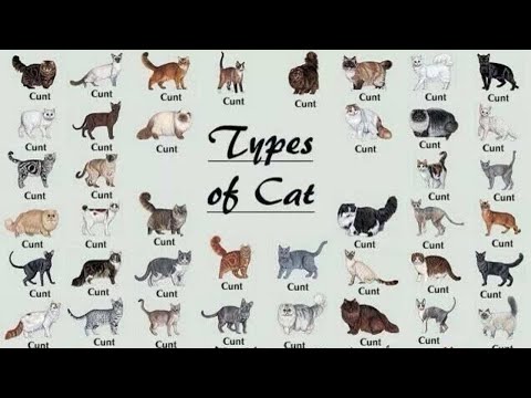 All 98 Types Of Cat In The World