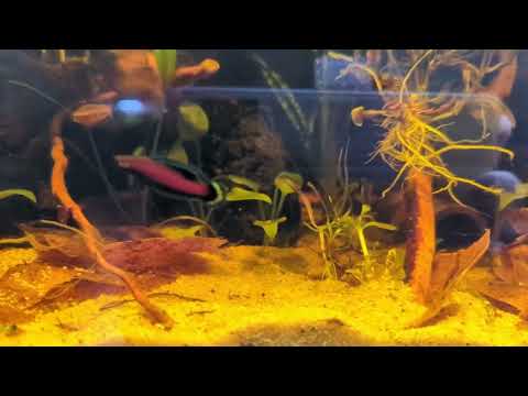 Parosphromenus nagyi - Balz