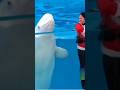 Dolphin Show Cute Dolphin In Swiming Pool Shorts Short
