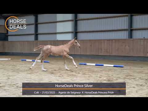 HorseDeals Prince Silver