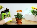 Click And Grow Click &amp; Grow sėklos išmaniajam vazonui - Raudonosios našlaitės, 3vnt.