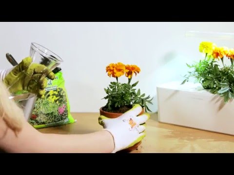 Click &amp; Grow sėklos išmaniajam vazonui - Pilkšvalapė žilė (Dusty Miller), 3 vnt. video