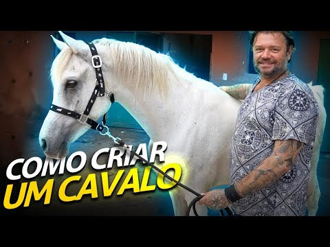 , title : 'COMO CUIDAR DE UM CAVALO EM CASA? | A CASA DOS BICHOS'