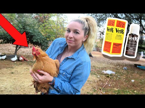 , title : 'How we SAVED our SICK CHICKEN! Vet Rx & more. Homestead.'