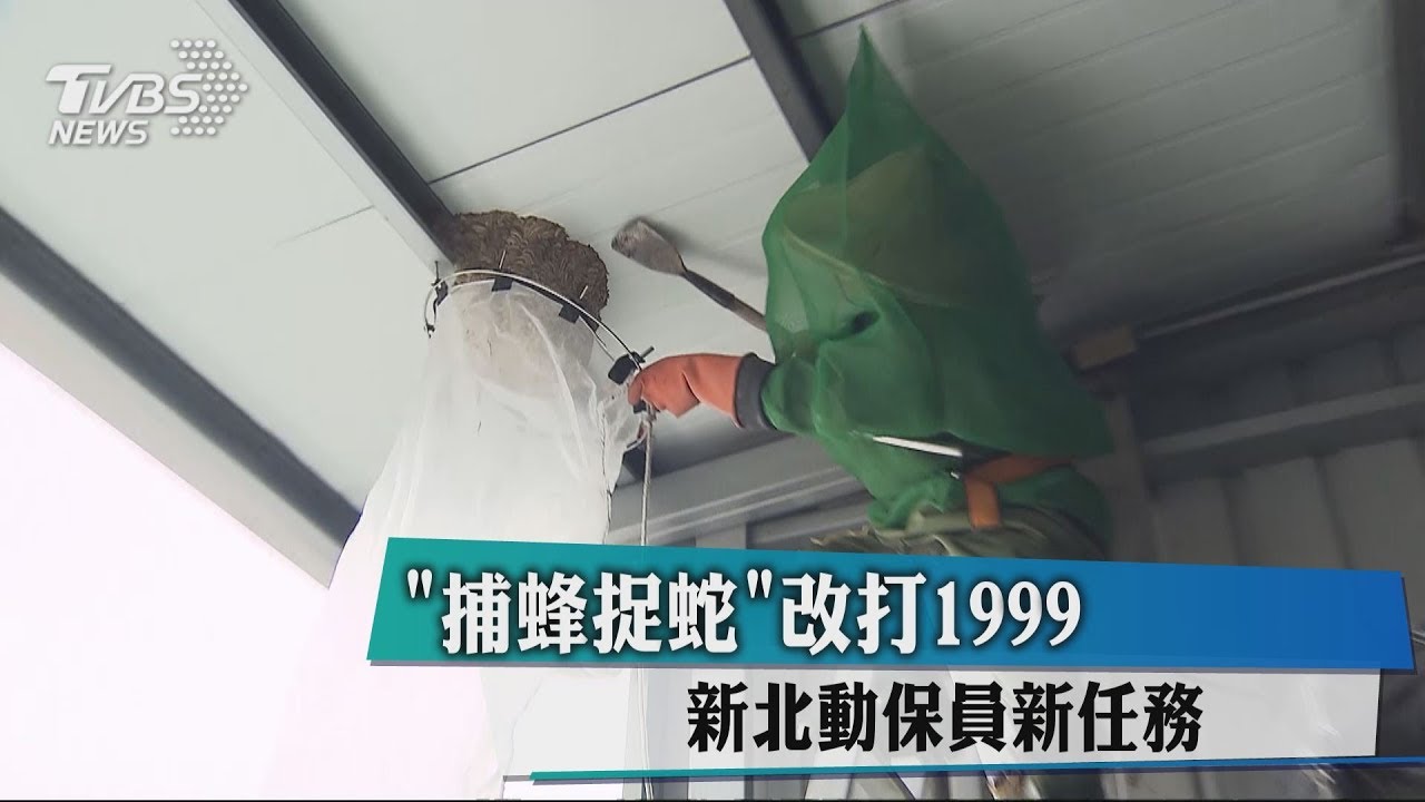 包山包海!負責「捕蜂捉蛇」 新北動保員反彈