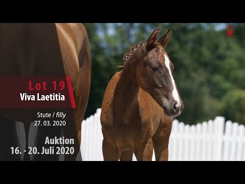 Westfälische Online Auktion 16. - 20. Juli: Lot 19 Viva Laetitia Stute v. Vivat Rex - Sir Heinrich