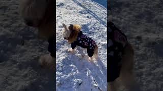 Zimní kombineza pro psa jorkšír