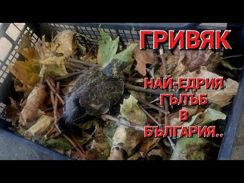 ГРИВЯК - НАЙ-ЕДРИЯ ГЪЛЪБ В БЪЛГАРИЯ - АЛЕКСАНДЪР СЕНЬОР МИТОВ а.С.м 