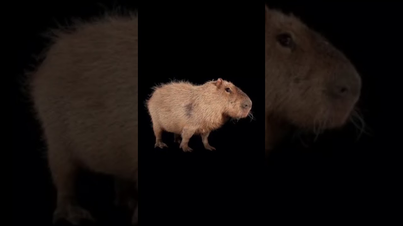 Some cursed images #jumpscare #meme