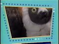PBS Kids Pinball Zoboomafoo WNPT