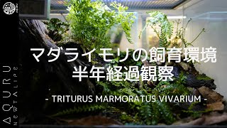 【半年経過】マダライモリのビバリウム観察