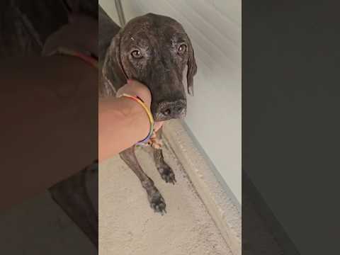 Regalo Michele splendida anima bisognosa cerca famiglia 