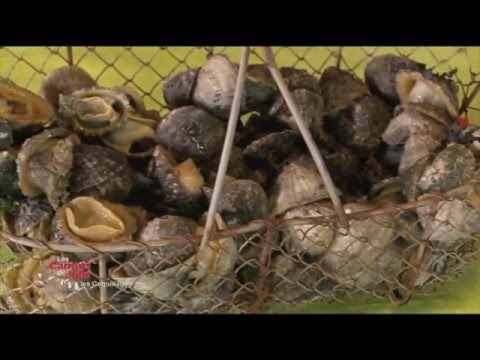 Recipe: Catherine's Barnacle Fricassee - Julie's Notebooks - Shellfish on the Menu