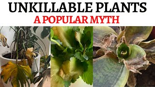Unkillable Plants - Indoor plant myth you should know