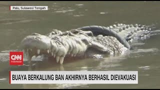 Download lagu Buaya Berkalung Ban Akhirnya Berhasil Dievakuasi mp3 Download lagu Buaya Berkalung Ban Akhirnya Berhasil Dievakuasi mp3