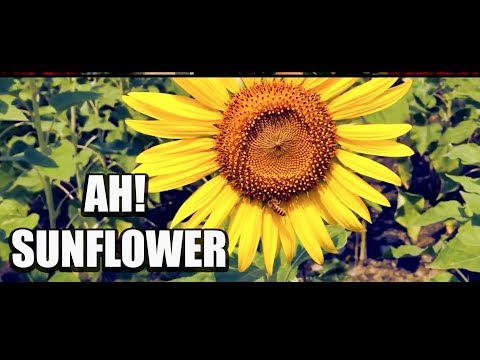 Ah Sunflower by Robert Blake FINAL CUT