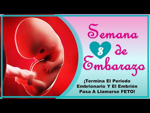 ❤️ SEMANA 8 DE EMBARAZO🤰 ❤️ ⏩  EMBARAZO SEMANA A SEMANA ⏩ Desarrollo y Evolucion del Bebe 👶🏻