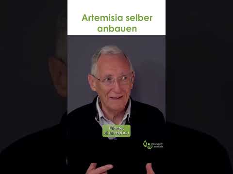 Artemisia selber anbauen