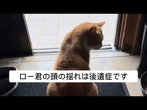 猫の前庭症候群 - 症状、原因、治療法