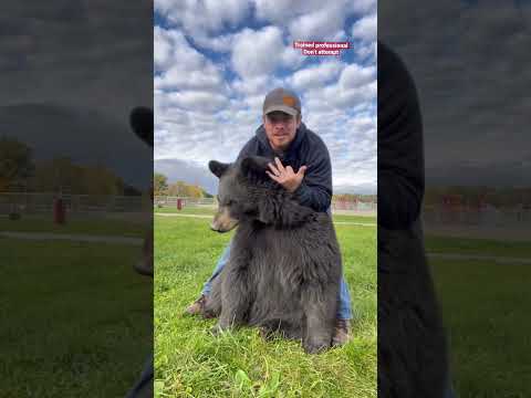 Bear ‘attacks’ leave me bruised. #shorts #animals #dangerousanimals