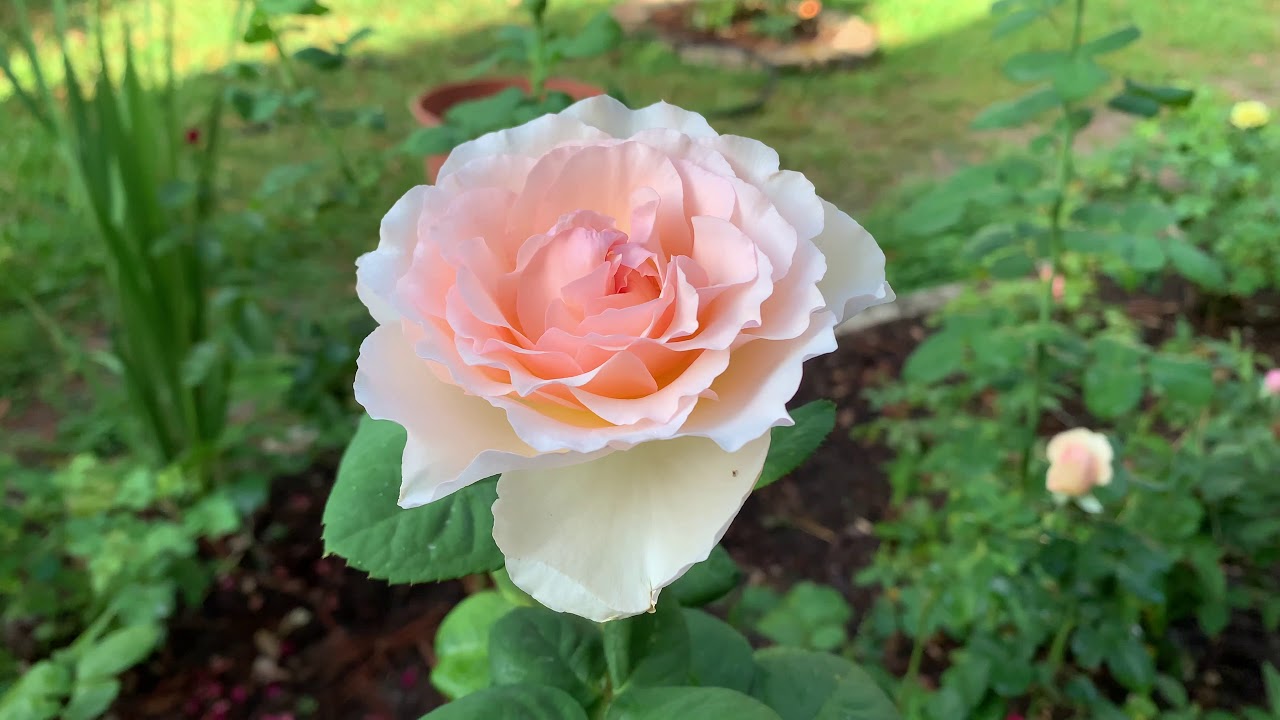 Rose - Princesse Charlène de Monaco