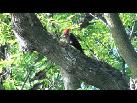 Pileated Woodpecker (Picidae: Dryocopus pileatus)