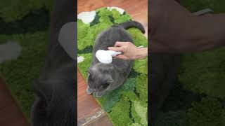 Download lagu What kind of brush works best for British Shorthairs?#catlover #aumuca #britishshorthair#catgrooming mp3