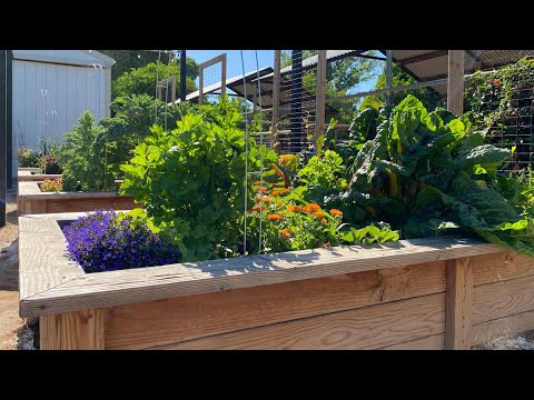 Touring My Raised Garden Beds in Arizona
