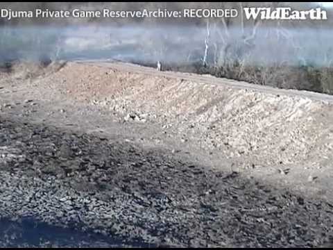 Young Male Leopard Visits Djuma Aug 10, 2012 5 pm CAT