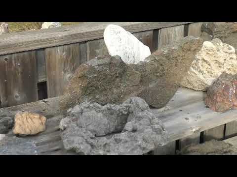 How to Grow Moss for Your Bonsai Winter 2022