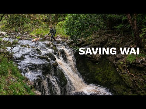 SAVING WAI - Protecting the Source of Kauai’s Drinking Water
