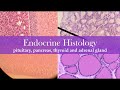 Endocrine histology