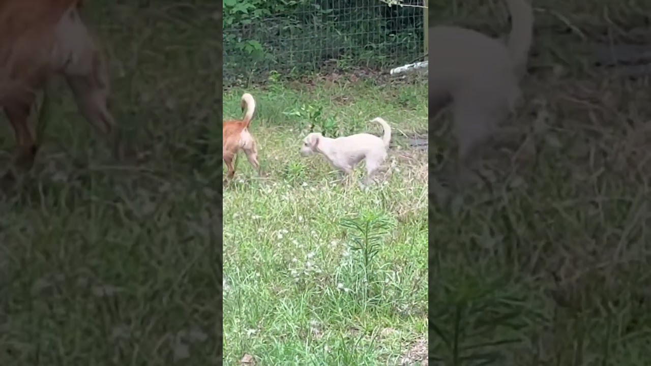 Cassady (8 lbs), an adopted mixed breed in Newburgh, NY video 6/6