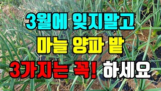 3월 잊지말고 마늘 양파밭 해야할 3가지 꼭 하셔야 마늘 성공합니다.