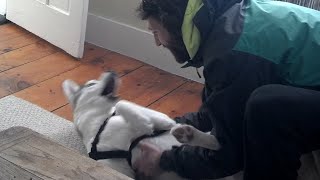 Cute Husky Says "No" to the Kennel