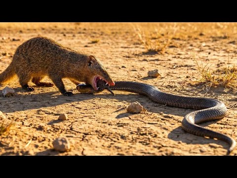 THE SERPENT SLAYER: A Mongoose’s Favorite Daily Menu in the Harsh Desert Savanna