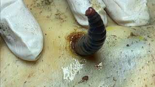 Download lagu 𝑹𝒆𝒎𝒐𝒗𝒊𝒏𝒈 𝑯𝒊𝒅𝒅𝒆𝒏 𝑫𝒊𝒓𝒕 𝑭𝒓𝒐𝒎 𝑷𝒐𝒓𝒆𝒔 | 𝑺𝒐𝒐𝒕𝒉𝒊𝒏𝒈 & 𝑺𝒂𝒕𝒊𝒔𝒇𝒚𝒊𝒏𝒈 #3945 mp3