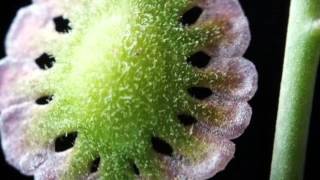 Jake Shimabukuru 5 Dollars Unleaded