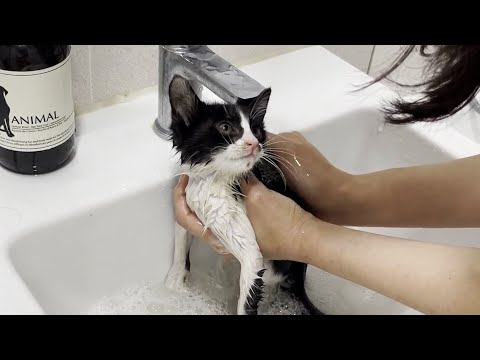 아깽이 구조후 생애 첫 목욕 시키니깐 눈으로 뭐라고 말하는 고양이