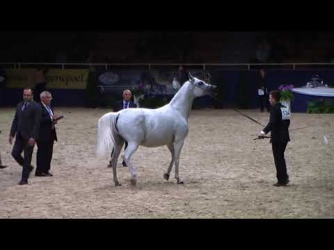 Memories of Aachen 2018 - All Nations Cup - Part 2 - Class  9