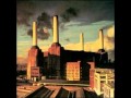 Pink Floyd Sheep 