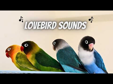 Lovebird Sounds for Lonely Birds (1 Hour)