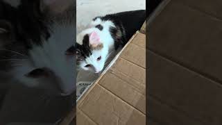 WEDNESDAY PLANS BRANDED BINDERS 🩷 I am so happy to take my brand to the next level