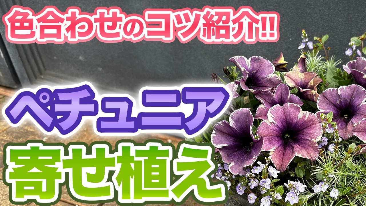 ペチュニアの寄せ植え｜失敗しない色合わせの方法を紹介します!!【ベールモーブシルバー】【ベロニカ】【ロータス コットンキャンディ】