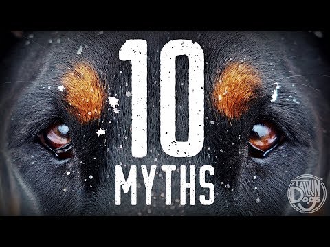 Top 10 Dog Myths Debunked | Talkin' Dogs List Show