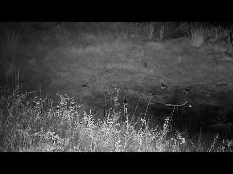 Djuma: Four Blacksmith Lapwings at the old pan - 00:42 - 05/14/2023