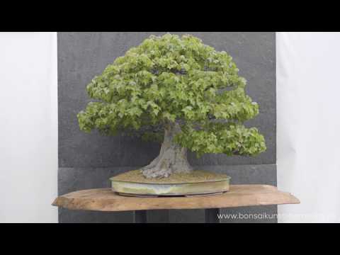 Online exhibition: BonsaiKunst Hamburg 2020 - 1